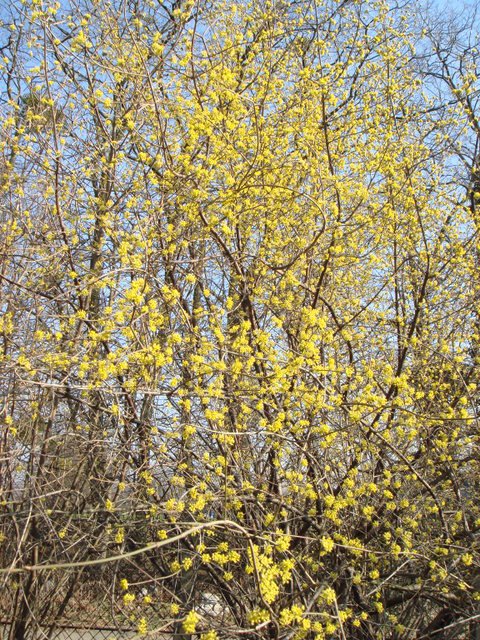 Cornus officinalis P2A